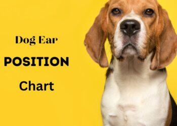Dog Ear Position Chart- Dog Ear Position Meaning