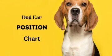 Dog Ear Position Chart- Dog Ear Position Meaning