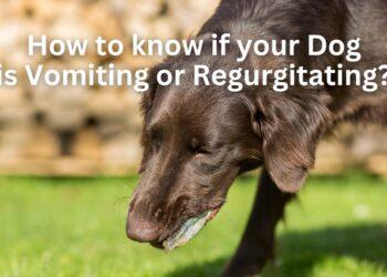 How to know if your Dog is Vomiting or Regurgitating?