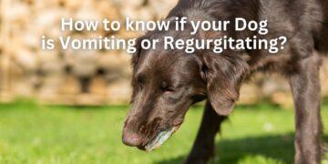 How to know if your Dog is Vomiting or Regurgitating?