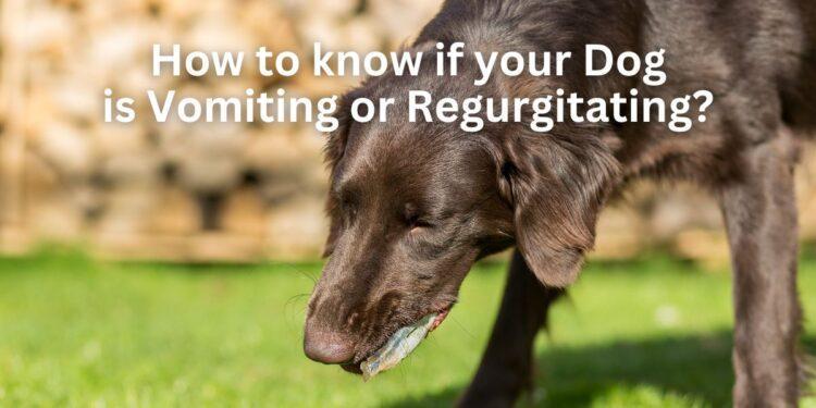 How to know if your Dog is Vomiting or Regurgitating?