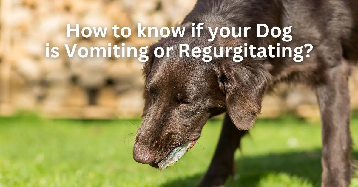 how can i tell if my dog has regurgitated instead of vomiting