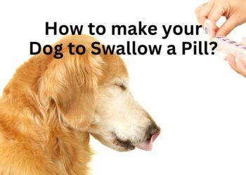 How to make your Dog to Swallow a Pill?