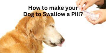 How to make your Dog to Swallow a Pill?