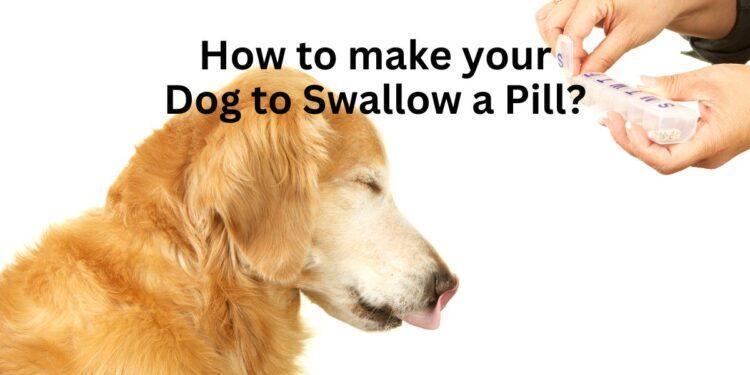 How to make your Dog to Swallow a Pill?