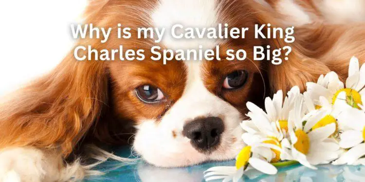 Why is my Cavalier King Charles Spaniel so Big?