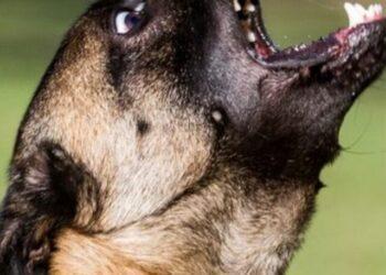 Dog Ear Position Chart- Dog Ear Position Meaning