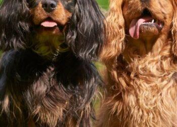 Why is my Cavalier King Charles Spaniel so Big?