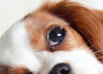 Why is my Cavalier King Charles Spaniel so Big?