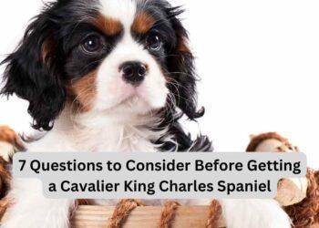 7 Questions То Consider Before Getting A Cavalier King Charles Spaniel