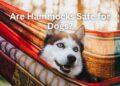Are Hammocks Safe for Dogs?