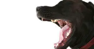 Are Sound Activated Barking Dog Alarms Effective?