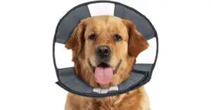 Best Alternatives to Dog Cone of Shame