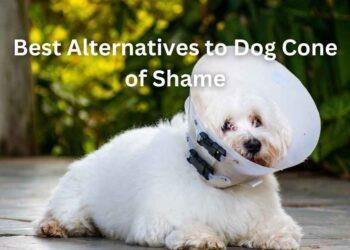 Best Alternatives to Dog Cone of Shame