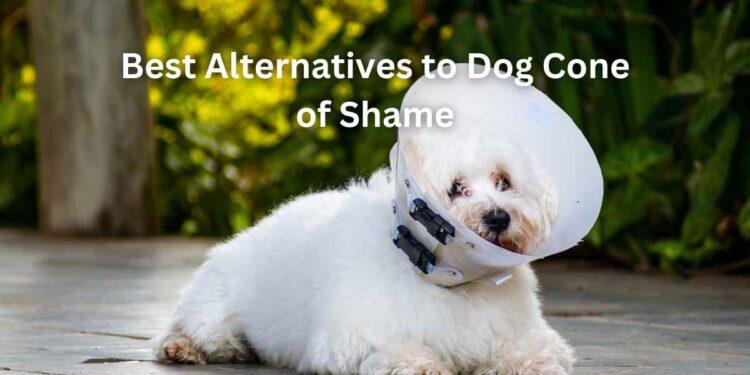 Best Alternatives to Dog Cone of Shame