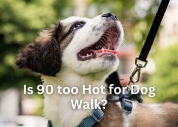 Is 90 too Hot for Dog Walk?