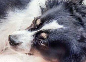 Are Hammocks Safe for Dogs?