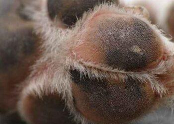 Is 90 too Hot for Dog Walk?