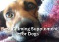 Best Calming Supplement for Dogs