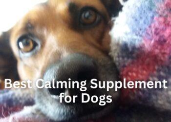 Best Calming Supplement for Dogs