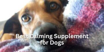 Best Calming Supplement for Dogs