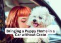 Bringing a Puppy Home in a Car without Crate