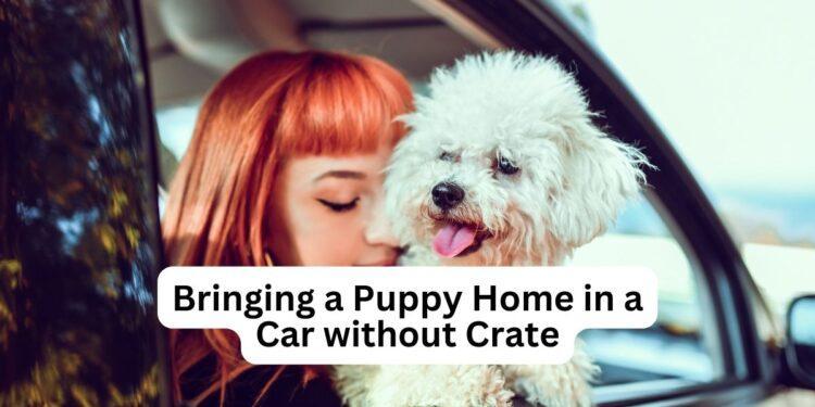 Bringing a Puppy Home in a Car without Crate