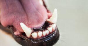 Como é que removo a placa bacteriana dos dentes do meu cão?
