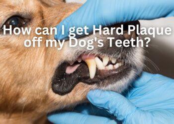 How can I get Hard Plaque off my Dog's Teeth?