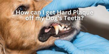 How can I get Hard Plaque off my Dog's Teeth?