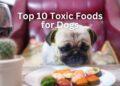 Top 10 Toxic Foods for Dogs