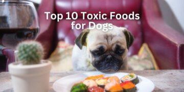 Top 10 Toxic Foods for Dogs