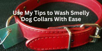Use My Tips to Wash Smelly Dog Collars With Ease
