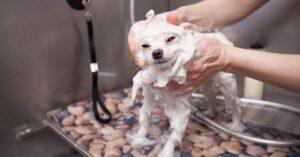 Why Portable Dog Shower didn't Work for my Dog?