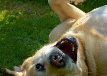 Top 10 Toxic Foods for Dogs