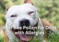 Best Bee Pollen for Dogs with Allergies
