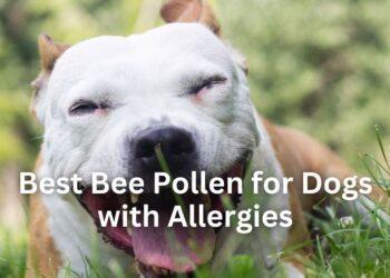 Best Bee Pollen for Dogs with Allergies