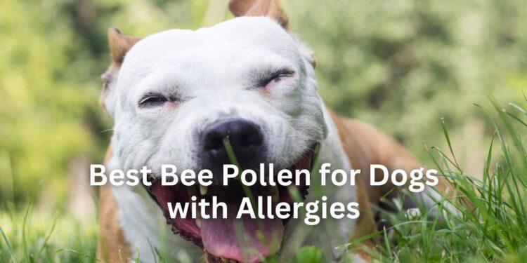 Best Bee Pollen for Dogs with Allergies