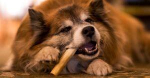 Best Knuckle Bones for Dogs with Separation Anxiety
