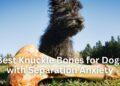 Best Knuckle Bones for Dogs with Separation Anxiety