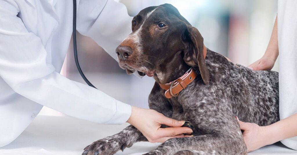 Can I give my Dog a Lower Dose of Heartgard?