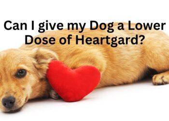 Can I give my Dog a Lower Dose of Heartgard?