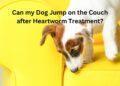 Can my Dog Jump on the Couch after Heartworm Treatment?