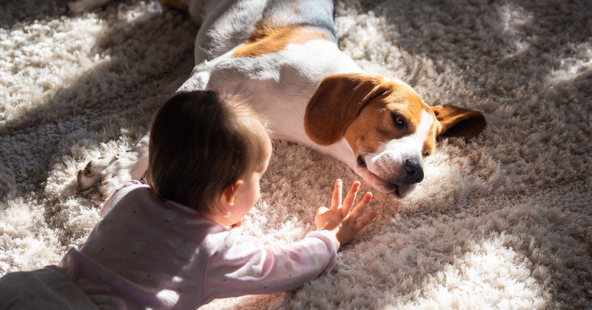 Can my Dog Jump on the Couch after Heartworm Treatment? Spaniel Dogs