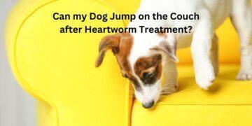 Can my Dog Jump on the Couch after Heartworm Treatment?