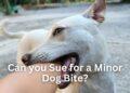 Can you Sue for a Minor Dog Bite?