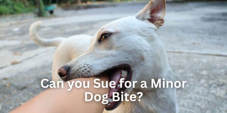 Can you Sue for a Minor Dog Bite?