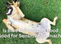 Is Blue Buffalo Dog Food Good for Sensitive Stomach?