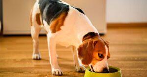 Is Blue Buffalo Dog Food Good for Sensitive Stomach?