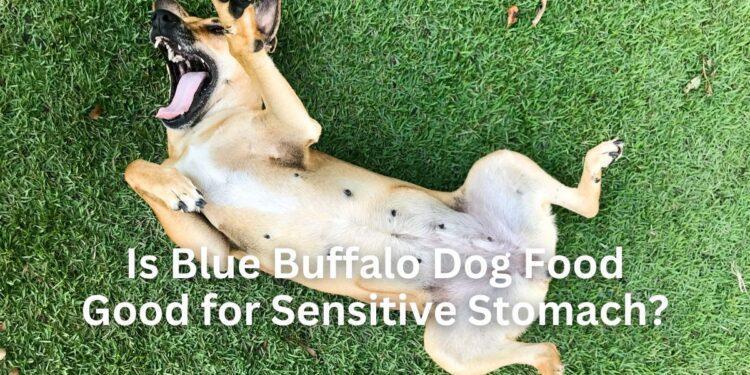 Is Blue Buffalo Dog Food Good for Sensitive Stomach?